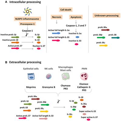 Interleukin-1 Family Cytokines: Keystones in Liver Inflammatory Diseases